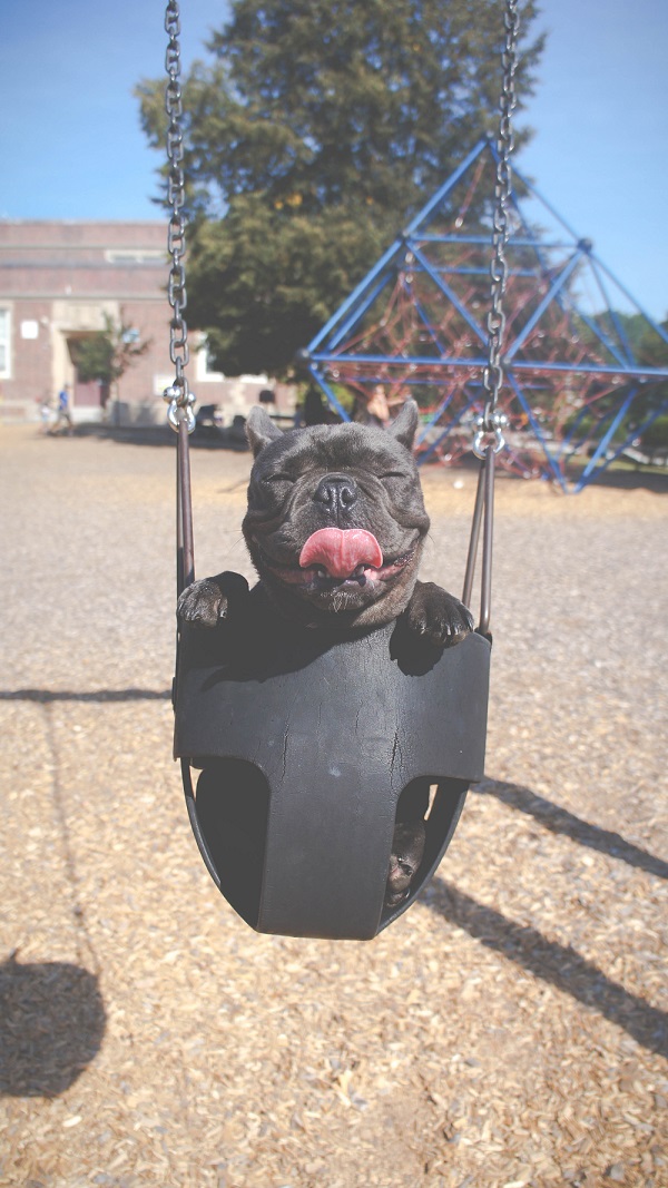 Dog Park Hutchinson KS | Humane Society Hutchinson KS Dog Park Hutchinson KS | Humane Society Hutchinson KS