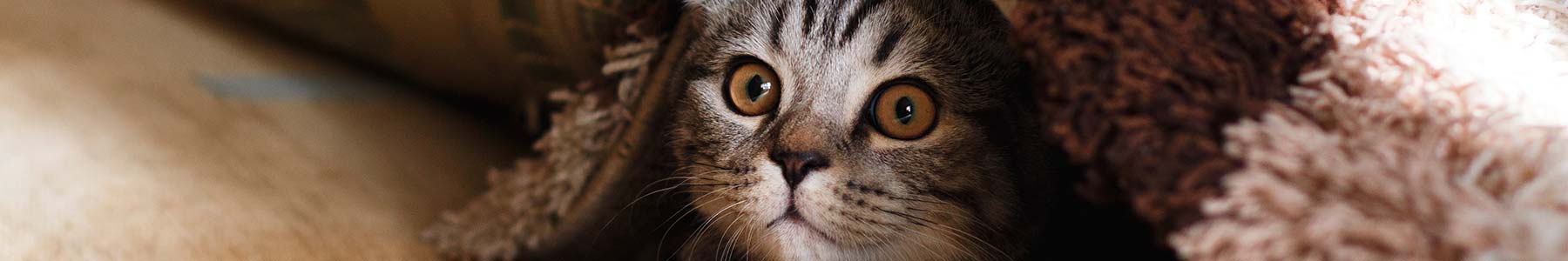 animal shelter hutchinson ks